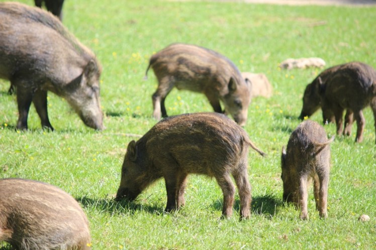 Frühlingsfest im Naturpark&nbsp;Sparbach
