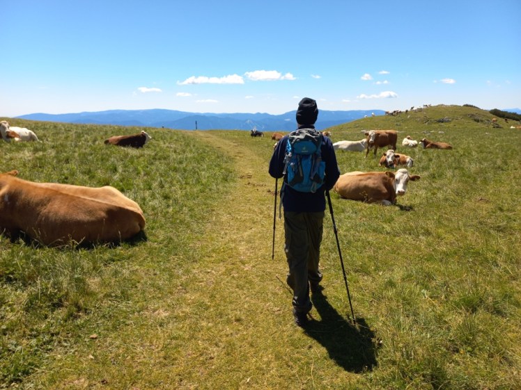 Animal Crossing (Teil&nbsp;1)