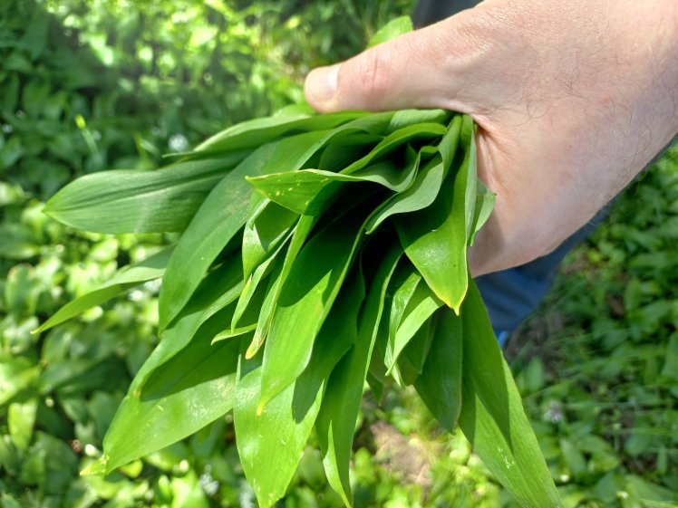 Die letzte Gelegenheit