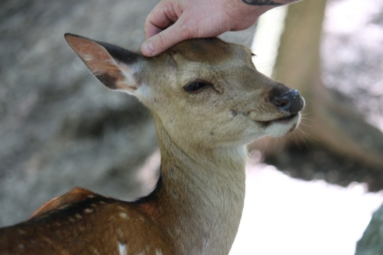 Tiere füttern im&nbsp;Schnee