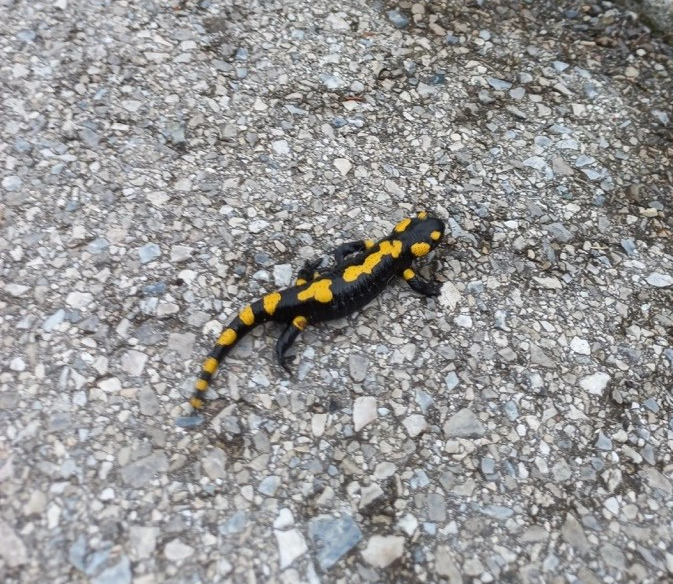 Höhlentier des Jahres&nbsp;2023