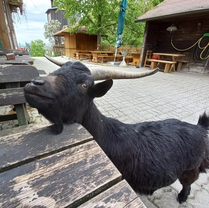 Auf Abwegen: Jause mit&nbsp;Ziegen