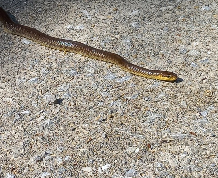 Auf Abwegen: Immer der Schlange&nbsp;nach