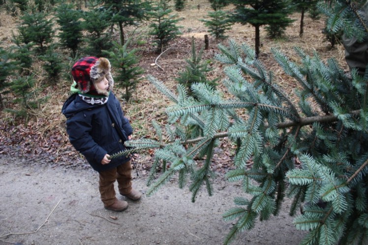 Tür 14: Christbaum selber&nbsp;schneiden