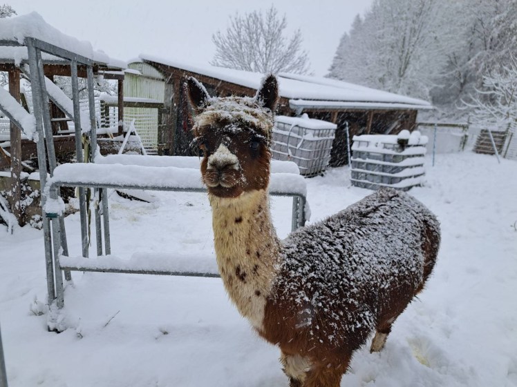 Tür 3: Winterwanderung mit&nbsp;Lama